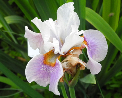 daylilies: Iris siberica LADY LILAC