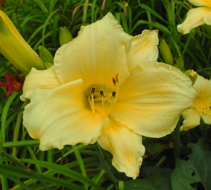 daylilies: OLALLIE GARRETT CAMPEN (1-05)
