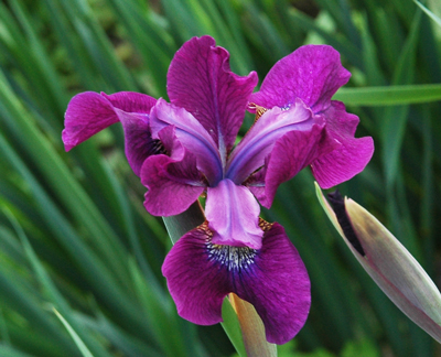 daylilies: Iris siberica MAGENTA MOMENT