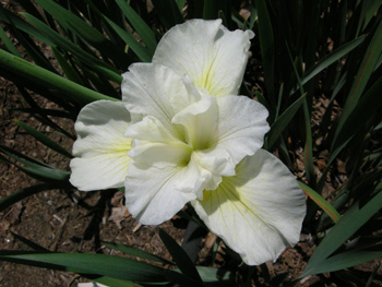 daylilies: Iris siberica MARI'S WEDDING