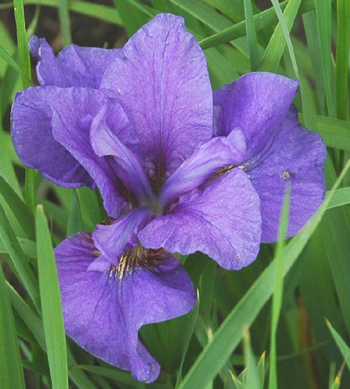 daylilies: Iris siberica PURPLE PROSE