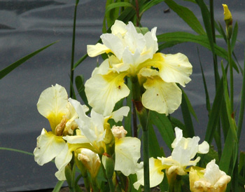 daylilies: Iris siberica BARBARA SCHEEBLER