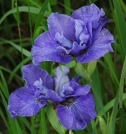 daylilies: Iris siberica JUST BECAUSE