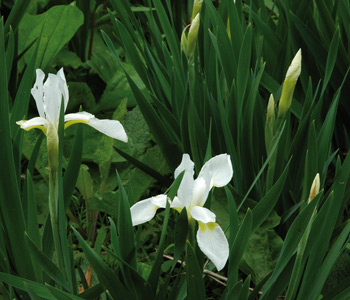 daylilies: Iris siberica NANA ALBA