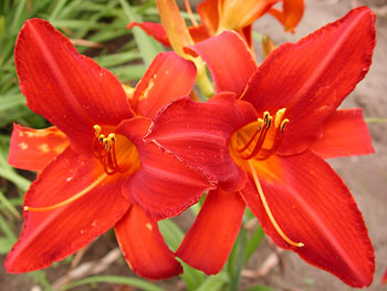 daylilies: DAN'S EVER RED (VT)