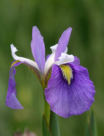 daylilies: Iris iris  ENFANT PRODIGE