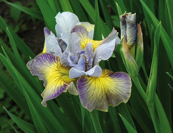 daylilies: Iris siberica SUN COMES UP