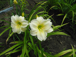 daylilies: 20-07