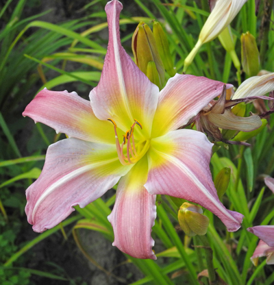 daylilies: 70-07