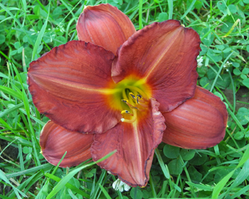 daylilies: 2-07
