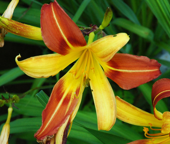 daylilies: 3-07 (VT)