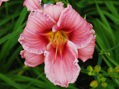 daylilies: OLALLIE BARBARA THOMPSON (VT)