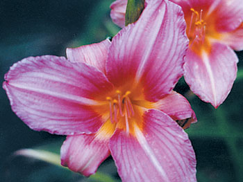 daylilies: DAZZLER (VT)