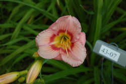 daylilies: OLALLIE NORA CASHIN'S GRANDCHILD (43-07)