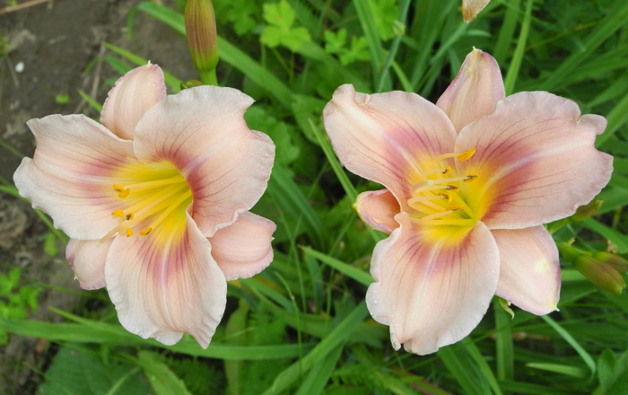 daylilies: 45-07