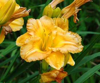 daylilies: OLALLIE ORANGEADE