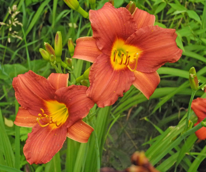 daylilies: 39-11