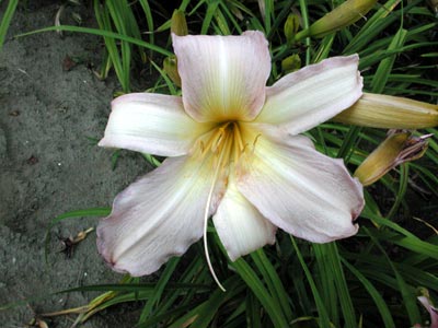 daylilies: DOUBLE EYEFUL