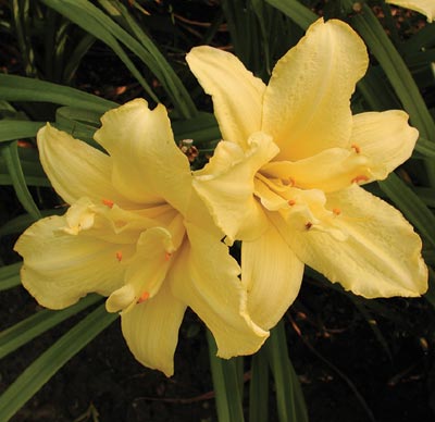 daylilies: DOUBLE JACKPOT