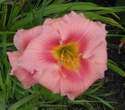 daylilies: OLALLIE ALLURA (29-09)