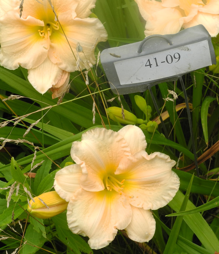 daylilies: 41-09