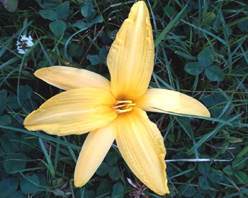 daylilies: OLALLIE ISSALEE (5-11)