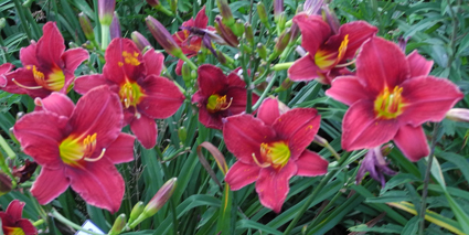 daylilies: OLALLIE ESTHER FULL OF GRACE (06-12)