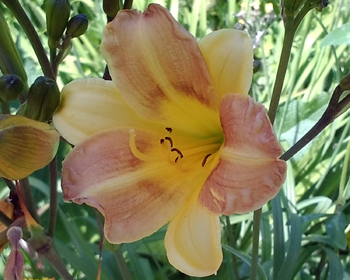 daylilies: 6-34-2014