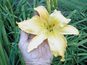 daylilies: DOWN SOUTH