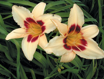daylilies: DUNE DARK EYES