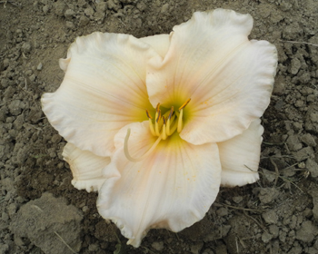 daylilies: OLALLIE LAURIE ARDEN (25-34-2014)