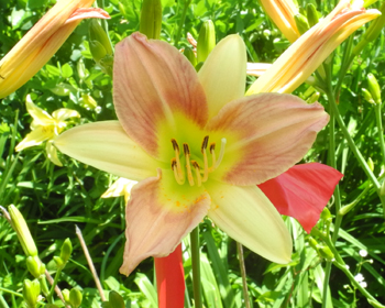daylilies: 21-34-2014
