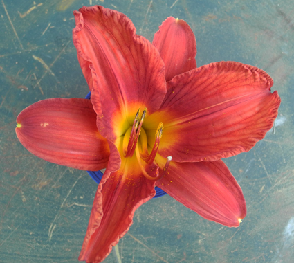 daylilies: 15-34-2014