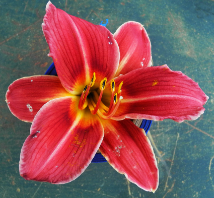 daylilies: OLALLIE CRIMSON CLASH (14-34)
