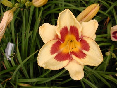 daylilies: EL BANDITO