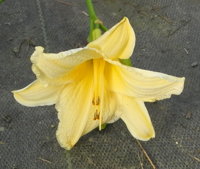 daylilies: PALE LIGHT X