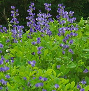 daylilies: Seedling Baptisia austr.