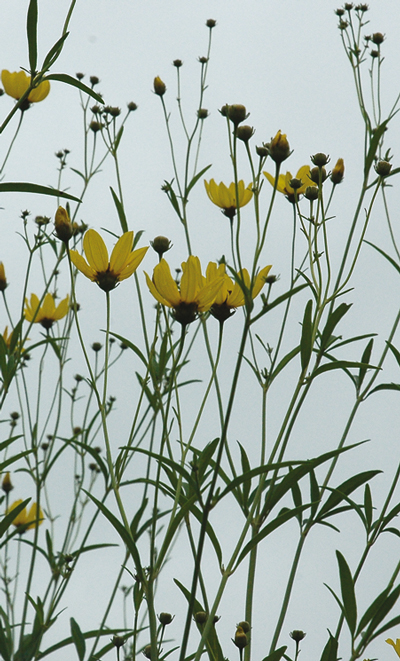 daylilies: Field Coreopsis tripteris