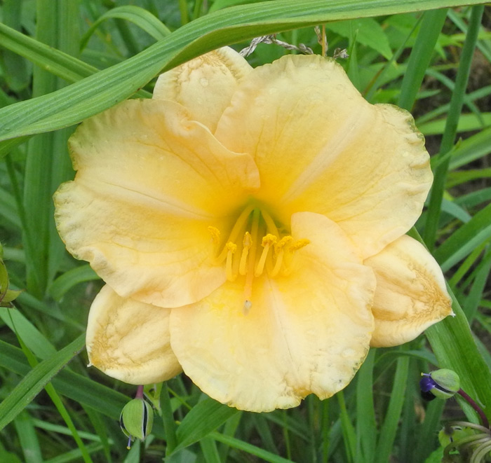 daylilies: 1-7-10-2015