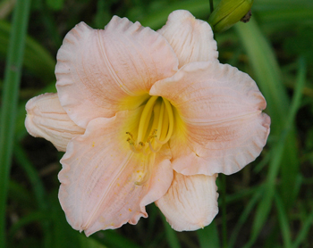 daylilies: EVA