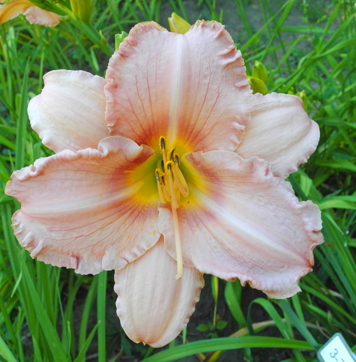 daylilies: 3-7-2016