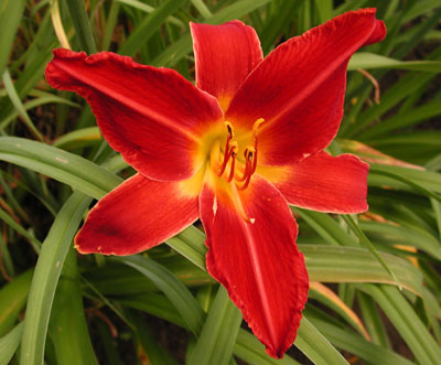 daylilies: FIRE QUEST (VT)