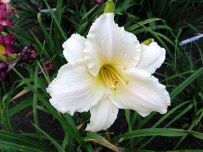 daylilies: FROST GIANT