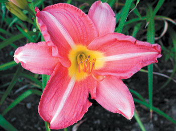 daylilies: FUCHSIA ROSE (VT)