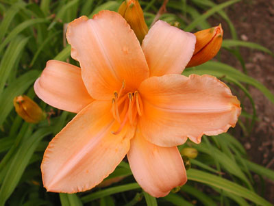 daylilies: GO FIGURE (VT)