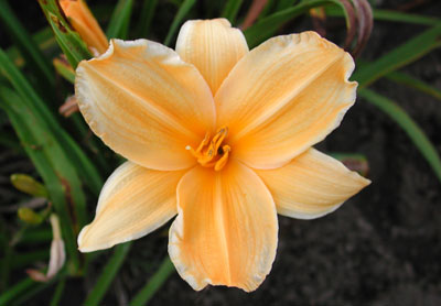 daylilies: GOLD 'N GOLD (VT)