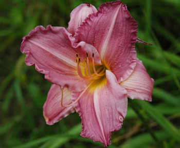 daylilies: GRAND WAY