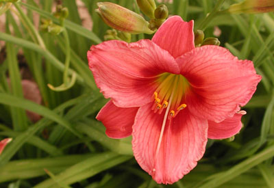 daylilies: GYPSY BALLERINA