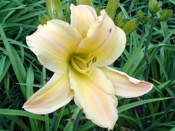 daylilies: HEAVENLY HARP