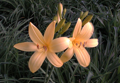 daylilies: H. lilioasphodelus (flava)
